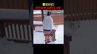 雪だけど！ボクはやっぱりこっち！ #ほっこりショート