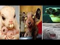 Top 12 Ugliest Animals in the World 2022 || DTM Earth