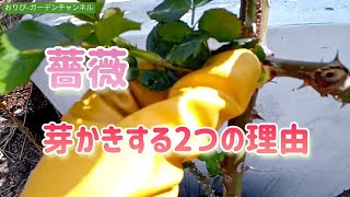 【ガーデニング】バラのある庭、芽かきする2つの理由！キレイにバラ咲かせます♡