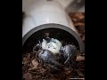 Home Safari - Insect Babies - Cincinnati Zoo