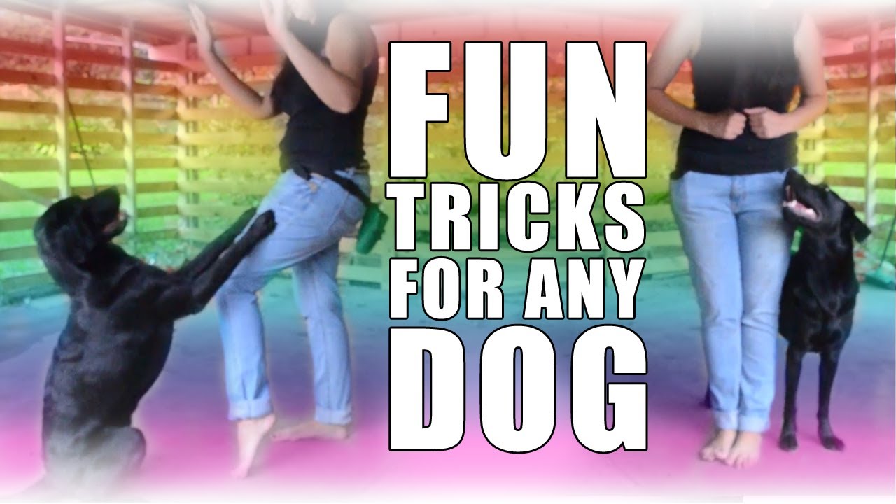 Fun Tricks For ANY DOG!! - YouTube