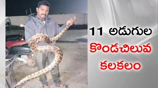 11 అడుగుల కొండ చిలువ.. భయాందోళనలో ప్రజలు||python