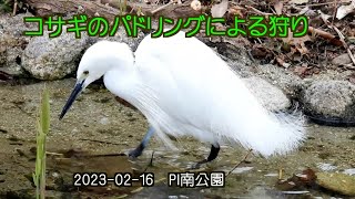 コサギのパドリングによる狩り