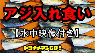 【アジ爆釣】【水中映像】夏休みだ！親子で簡単アジ釣り