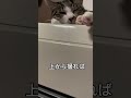 517【ドン】下からでも上からでも結局可愛い猫【猫動画】 shorts ねこ ネコ 猫 cat 音源お借りしました