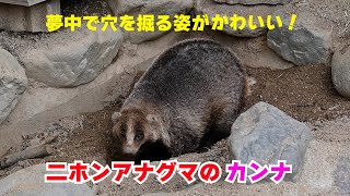 【愛媛県とべ動物園】夢中で穴を掘る姿がかわいい！二ホンアナグマのカンナ✨