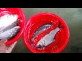 কাতলা মাছের পোনা । katla fish seeds রুই কাতলা মাছের পোনা । যোগাযোগঃ ০১৭৫৭ ২০৬৫৭২