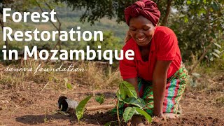 Soneva Foundation Forest Restoration in Mozambique