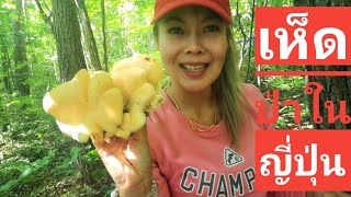 🇹🇭🍄🇯🇵เห็ดนิงโยตาเกะ Ningyotake ニンギョウタケ