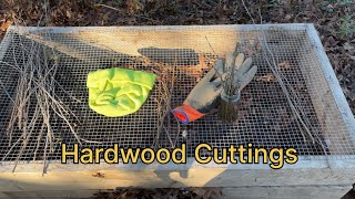 Propagate Your Own Plants w/ Hardwood Cuttings