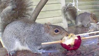 Squirrel Eating an Apple in the backyard｜Squirrel Steals an Apple｜Squirrel Barking \u0026 Chirping #ASMR