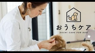 初心者でもできる【犬が耳掃除】で嫌がらないやり方をトリマーが解説！（犬のグルーミング/トイプードル）