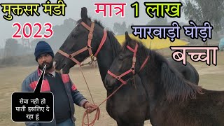 मात्र 1 लाख में मारवाड़ी घोड़ी ओर बच्चा | muktsar Mandi 2023 | muktsar horse mela