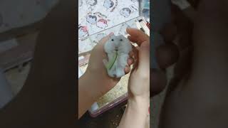 ゆきみくんshort🐹#182  きゅうりを食べるよハムスター🐹🥒  Hamster eating cucumber🐹🥒