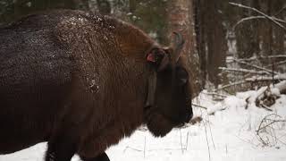 Стадо зубров (Bison bonasus) на прикормочной площадке