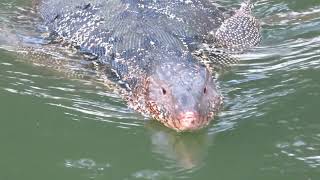 ルンピニー公園のオオトカゲ 2018 12 04