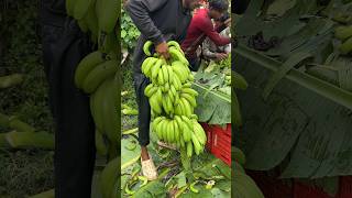 Banana 🍌🍌🍌 Cutting and harvesting #Banana lodging #bananaexport