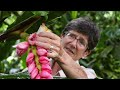 the daring discovery of the hottest plant on the market anthurium carlablackiae