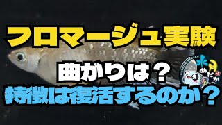 フロマージュの鰭、曲がりはどうなった？〜完結篇〜