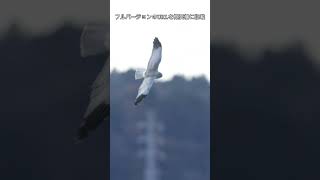 【ハイイロチュウヒ】ウンチしてから風に乗ってかっ飛んだ！！