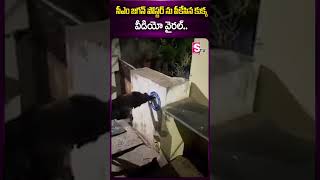 సీఎం జగన్ పోస్టర్ ను పీకేసిన కుక్క.. వీడియో వైరల్ #cmjagan #poster #dog #viral #ycp #ytshorts