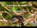 Insect van de Week 111: Stekelsluipvlieg