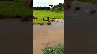 (Almost) All The Capybaras Enjoying Their Day