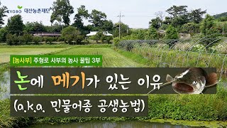 [농사부] 🌾 #주형로 사부 (3) 논에 #메기 가 있는 이유 🐟 (a.k.a. 민물어종 공생농법)