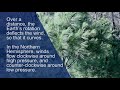 The Atmosphere in Motion: The Science of Wind