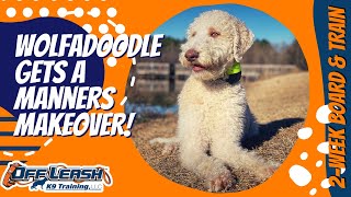 Birmingham Dog Trainers - 7 Month Old Female Wolfadoodle Gains Confidence And Obedience Skills!