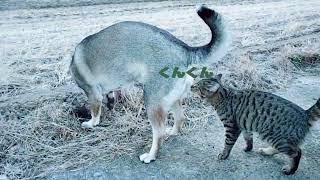 犬のお尻の匂いを嗅ぐ猫。