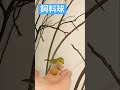 綠繡眼～飼料球