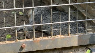 コテンって寝るクビワペッカリーがかわいい♪【‎2024年‎9月12日】【上野動物園】