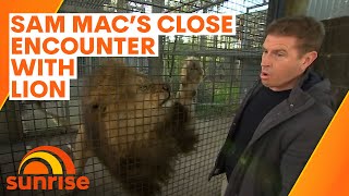 Sunrise weatherman Sam Mac’s close encounter with lion on live TV | Sunrise