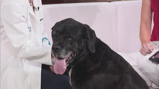 Pet Peeves: Pet emergencies and important documents