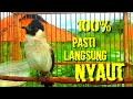 100% PASTI LANGSUNG NYAUT DI PANCING SUARA BURUNG KUTILANG GACOR SATU INI