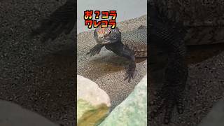 Big lizard fight!