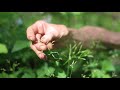 Sweet Cicely (Osmorhiza longistylis)