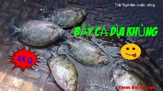 BẪY CÁ DÌA ĐƯỢC 5E 4Kg