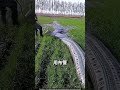 印度尼西亚农民用瓶子种植水稻！ 🌾🤯 paddy cultivation