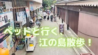 【江の島 岩屋】への道_前編　七里ヶ浜にある珊瑚礁さんから、江の島の岩屋へ向かう、犬（チワプー）と40代夫婦の旅！