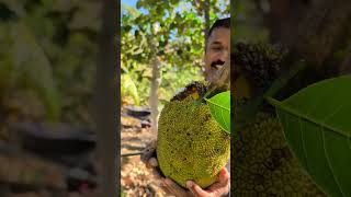 Australian Jackfruit #jackfruit #australia