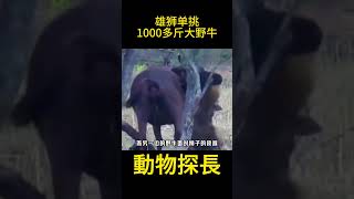 雄狮单挑1000多斤大野牛，原来狮子单挑也很猛，真不愧是草原霸主#狮子 #水牛