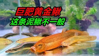 收獲一條金黃色的大泥鰍，重量足足有100克，又大又肥