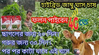 জাম্বু ঘাস চাষ পদ্ধতি_বীজ থেকে ঘাষ উৎপাদন_খামার,goat farming,cow farm