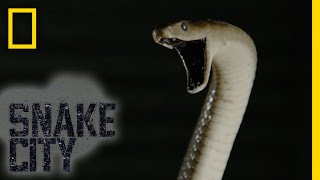 Black Mamba in a Hut | Snake City