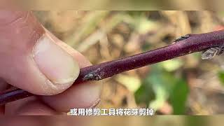 如何处理多肉玉露的开花问题？