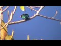 asian emerald cuckoo bird video