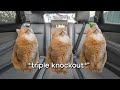 POV Cat meme: Roadtrip PT. 1 -  Furry Buddy