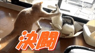 猫の喧嘩♀猫こむぎvs♂猫だいず　Quarrel of the cat；おもしろ猫動画”こむぎ＆だいず”